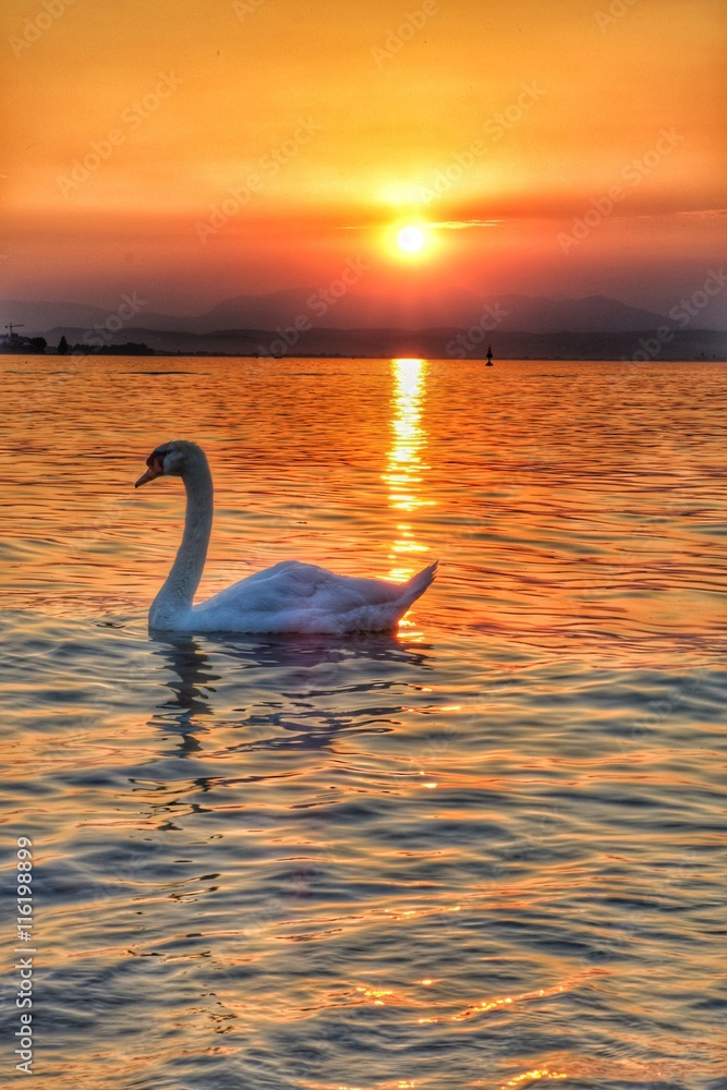 Naklejka premium Schwan am Gardasee