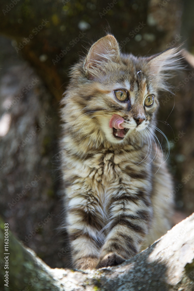 Chaton Chaton