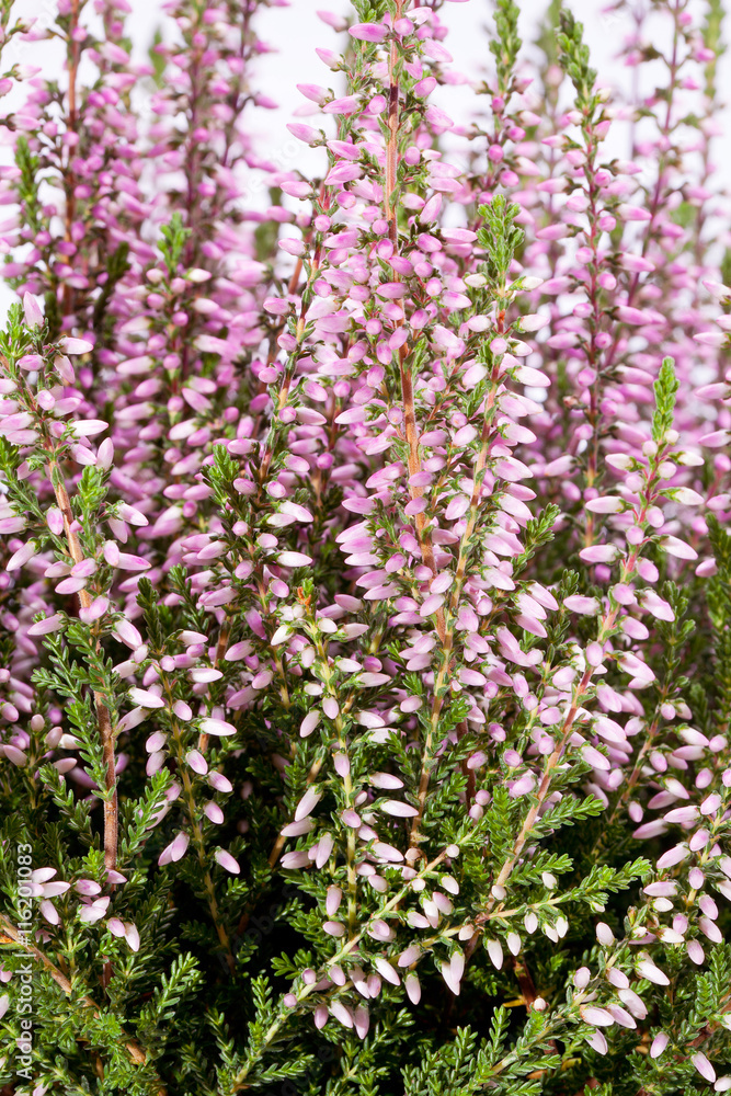 Obraz premium blooming flowers of lilac calluna