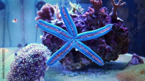 Blue Linckia laevigata starfish photo