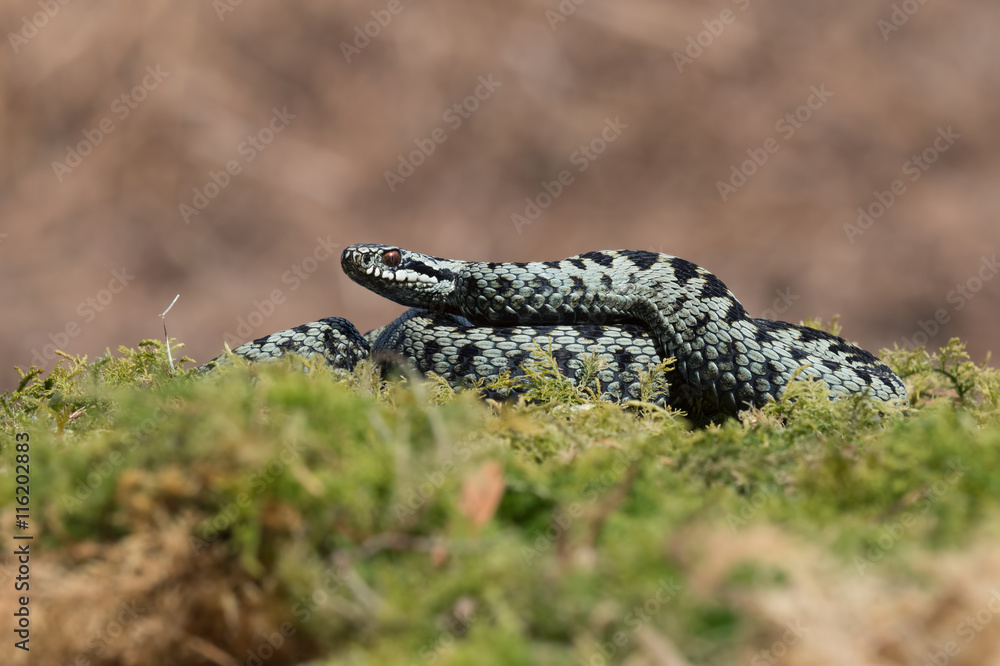 Fototapeta premium Adder (Vipera Berus)/Common European Adder in green moss