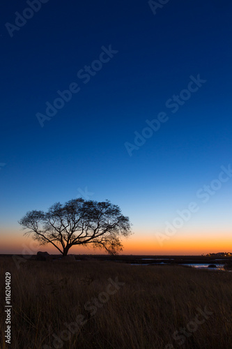 Lone Tree Sunset Vertical