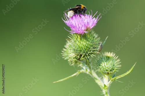 Bee on a thistle flower