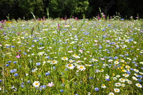 Fototapeta Naklejka Na Ścianę i Meble -  Colorful summer meadow with wild flowers