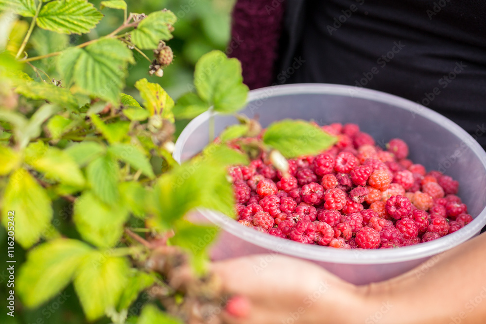 Image of a girl collecting real forest raspberries Image of a girl collecting real forest raspberries