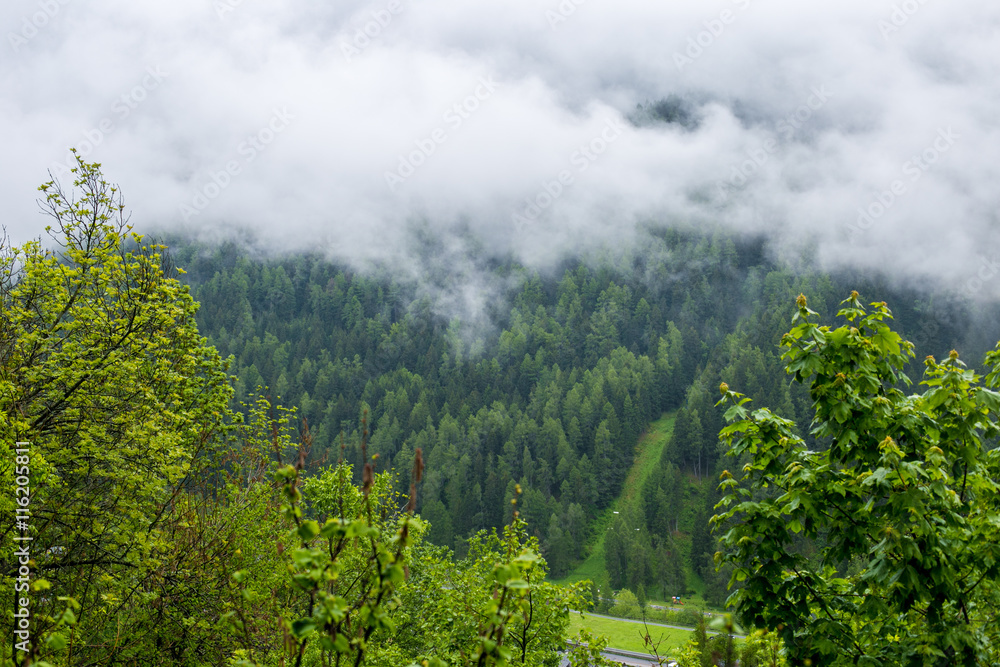 Fototapeta premium Forested mountain in cloud with the evergreen conifers