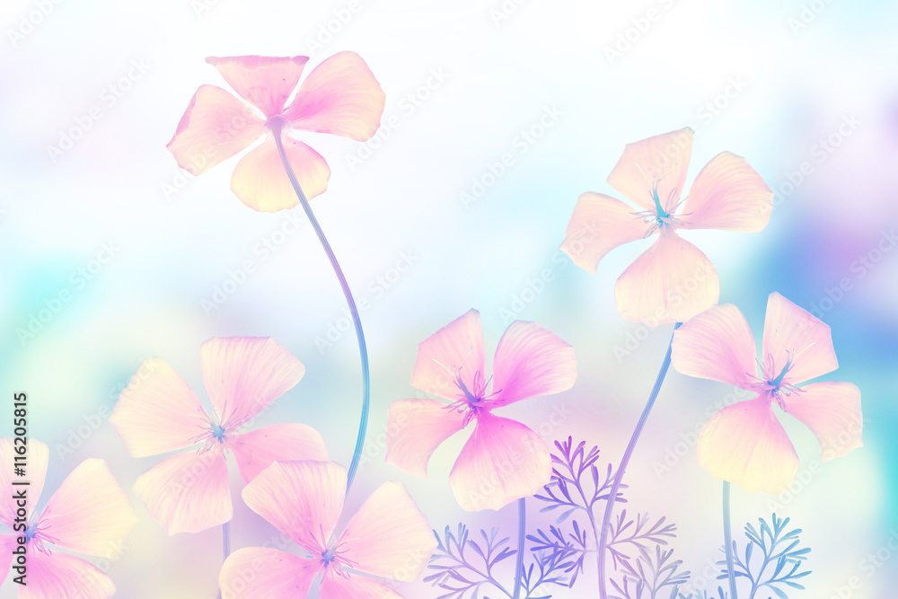 Colorful beautiful flowers eschscholzia on the background of the