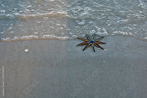 9 legged starfish