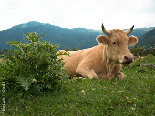 A cow lies on a grass next to the prickly bush on a background of mountains and sky
