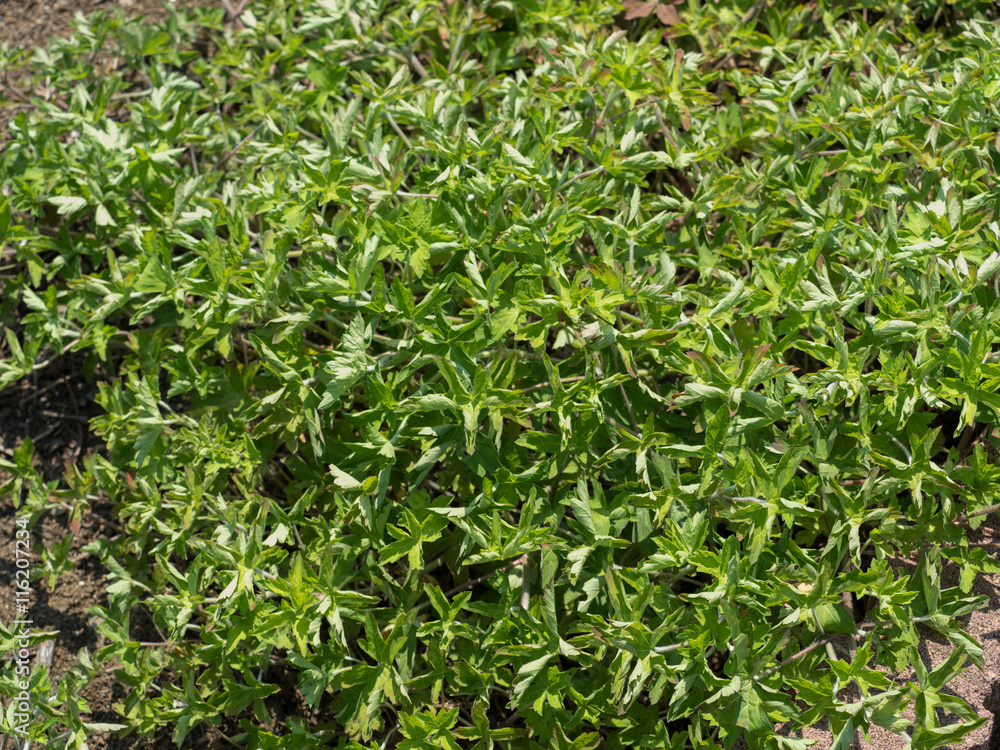 ゲンノショウコ 薬草 ゲンノショウコ 薬草