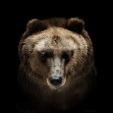 bear portrait isolated on black