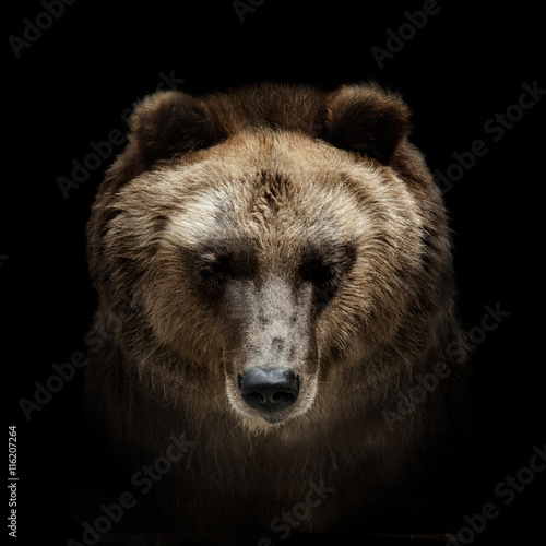 Canvas Print bear portrait isolated on black