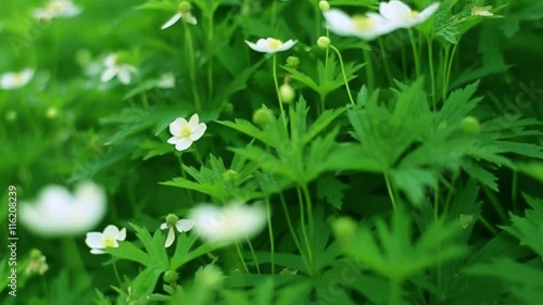 エコイメージ・白山一花の群生