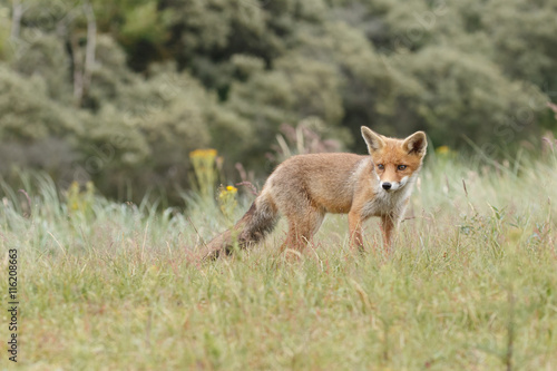 Fototapeta Naklejka Na Ścianę i Meble -  Red fox cub in nature
