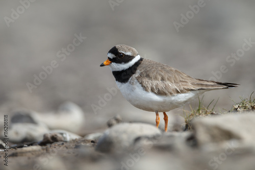 Fotografie The common ringed plover or ringed plover (Charadrius hiaticula)