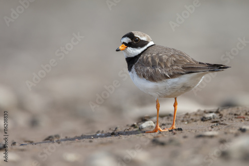 The common ringed plover or ringed plover (Charadrius hiaticula)
