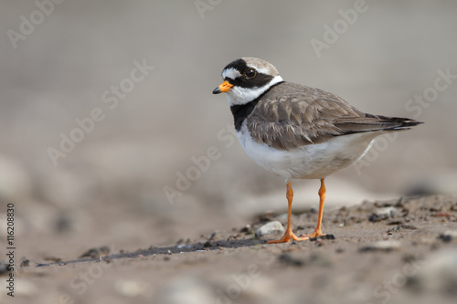 The common ringed plover or ringed plover (Charadrius hiaticula)
 photo