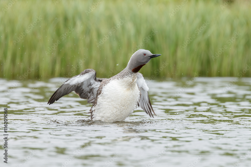 The red-throated loon or red-throated diver (Gavia stellate)
The red-throated loon or red-throated diver (Gavia stellate)