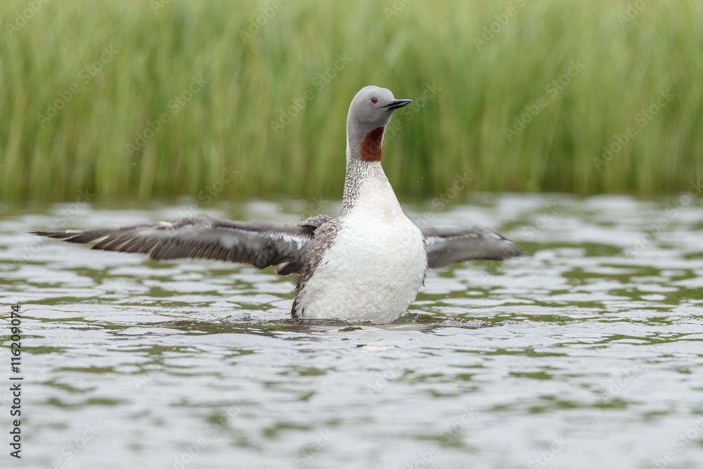 The red-throated loon or red-throated diver (Gavia stellate)
