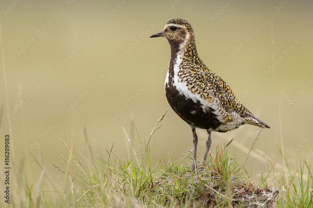 The European golden plover (Pluvialis apricaria)
The European golden plover (Pluvialis apricaria)