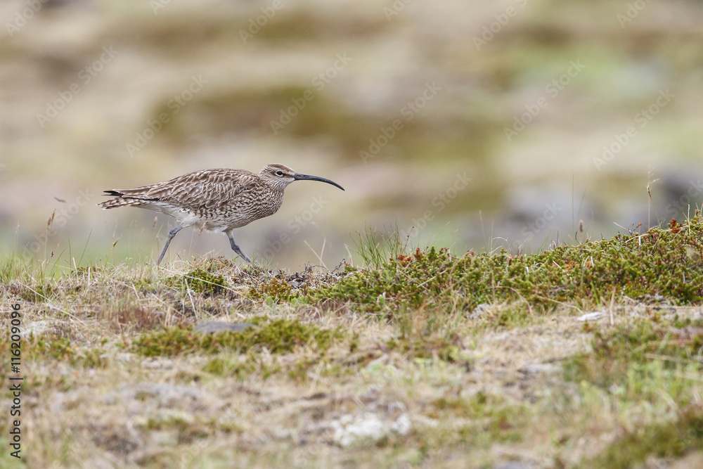 The Eurasian curlew (Numenius arquata) The Eurasian curlew (Numenius arquata)