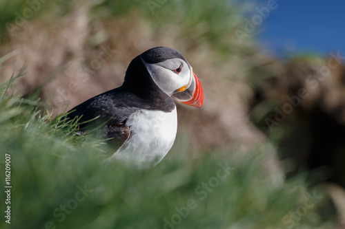 Puffin on the rocks at latrabjarg Iceland on a sunny day.