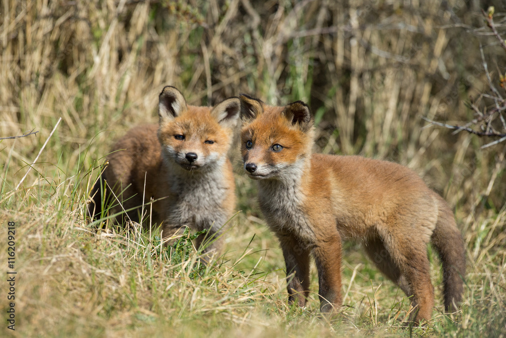 Red fox cub 
