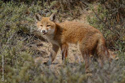 Red fox cub 
