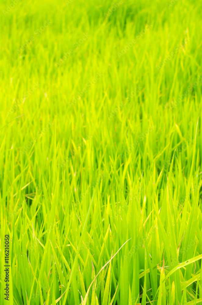 green rice field in farm background