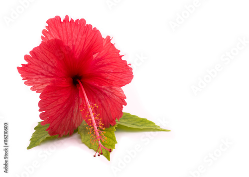 Fototapeta Naklejka Na Ścianę i Meble -  a red hibiscus flower isolated on white background