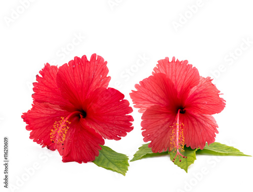 two red Hibiscus flowers on isolated white background
