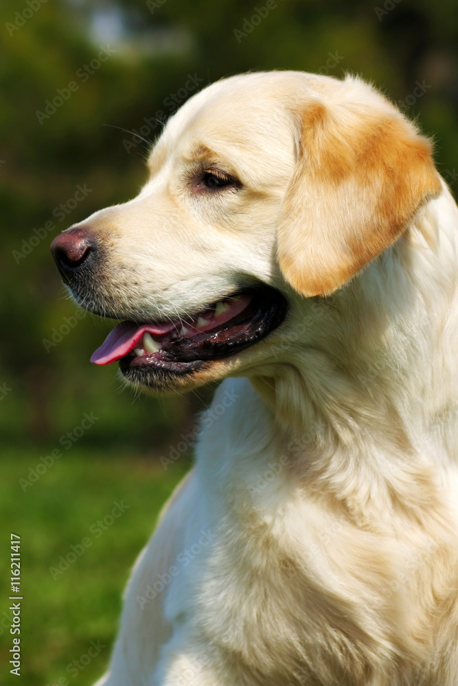 Happy dog Golden Retriever in the summer on the nature Happy dog Golden Retriever in the summer on the nature