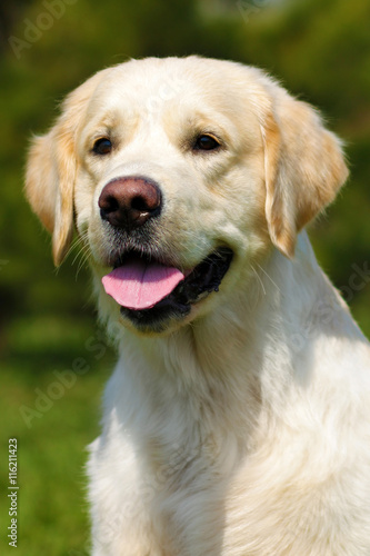 Happy dog Golden Retriever in the summer on the nature
