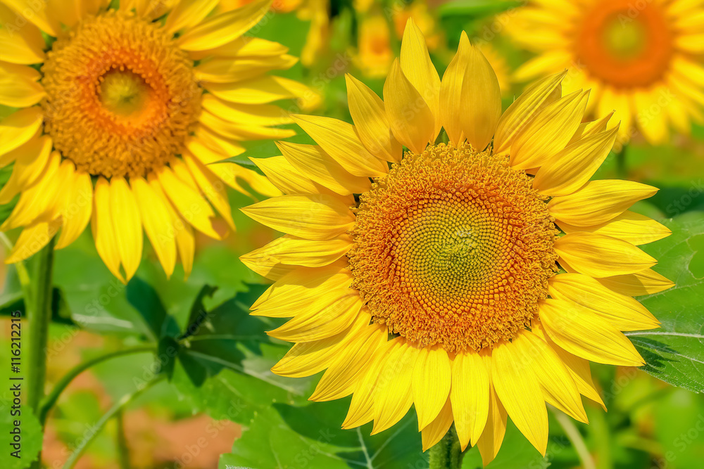 ヒマワリの花