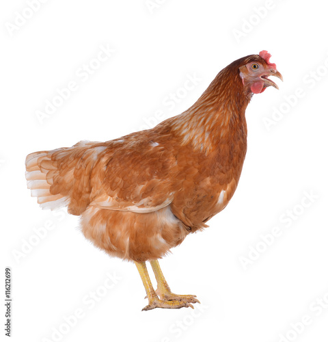 Hen eggs isolated on white background. photo