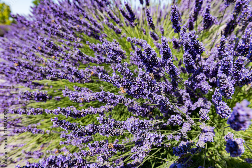 Fototapeta premium some Lavender at a farm near Sequim Washington