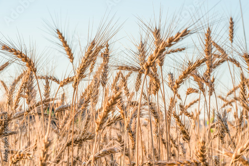 Колоски пшеницы и рассвет в поле