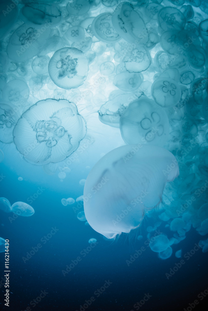 Obraz premium School of Water Jelly