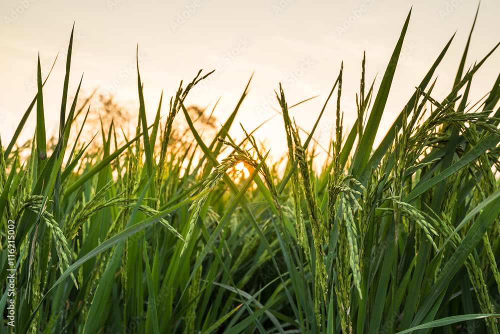green ear of rice in paddy rice field at sunset