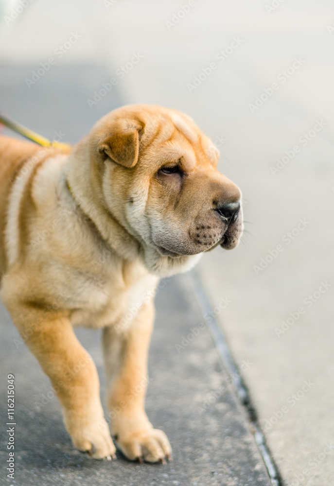 Portrait of a cute and beautiful sharpei dog against bokeh background. Selective focus. Portrait of a cute and beautiful sharpei dog against bokeh background. Selective focus.