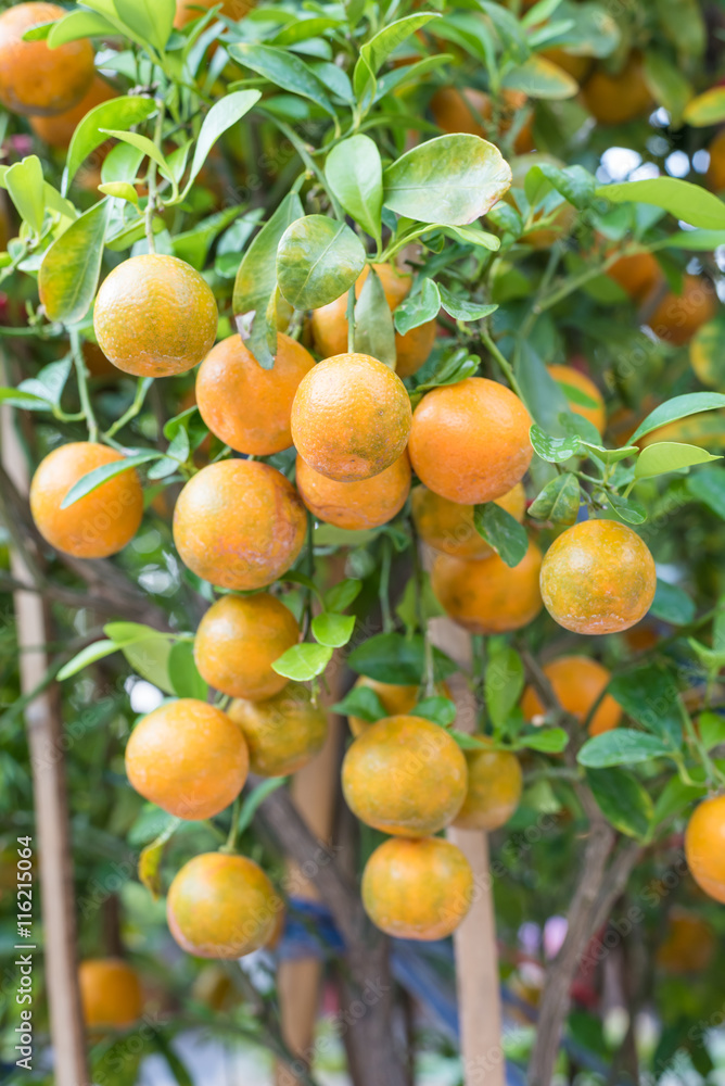 fresh oranges hanging on branch