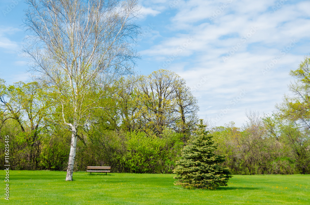Obraz premium beautiful sunny day in park at spring time, blue cloudy sky, green lawn, leafy trees 
