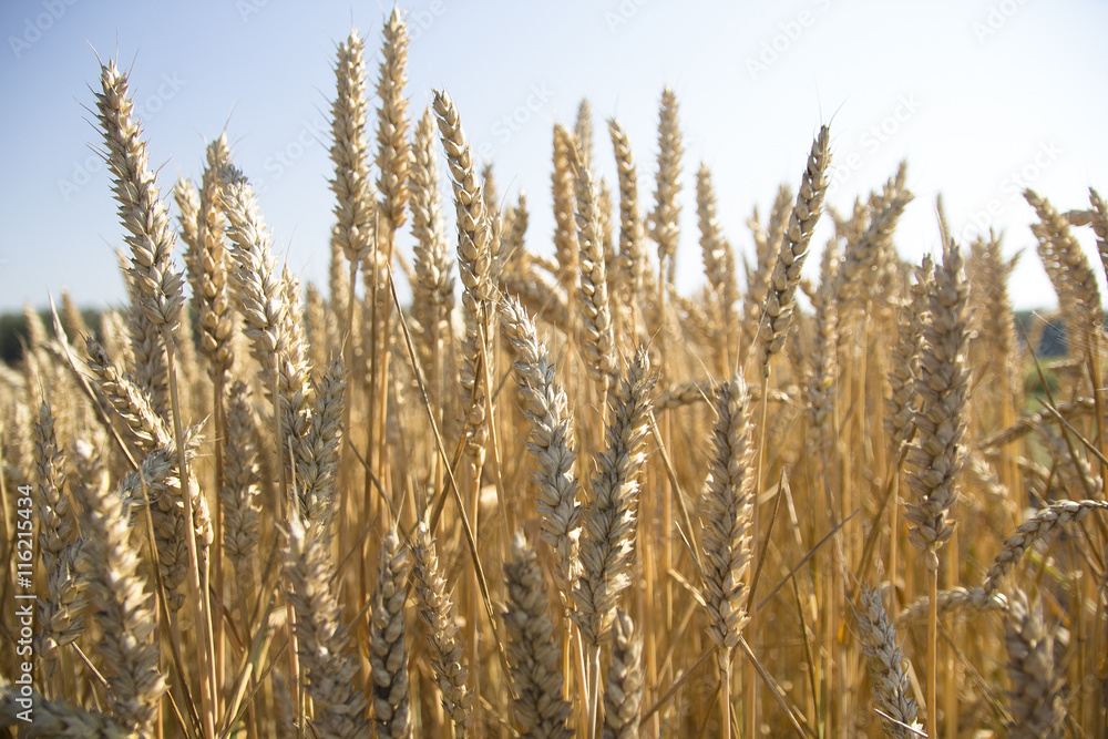 golden wheat field and sunny day golden wheat field and sunny day