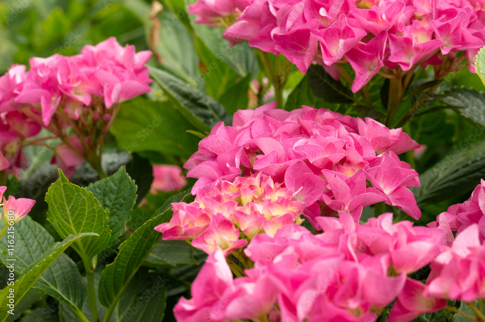 Pinke Hortensie