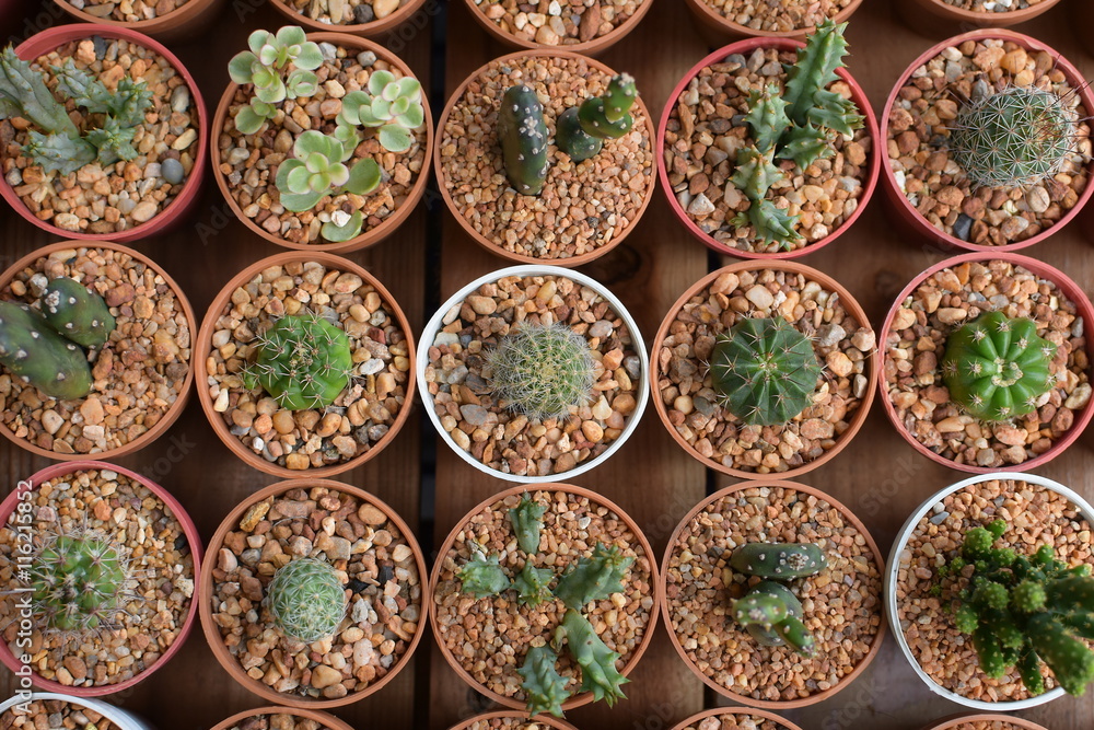 Plenty of Cactus on Wooden Table 