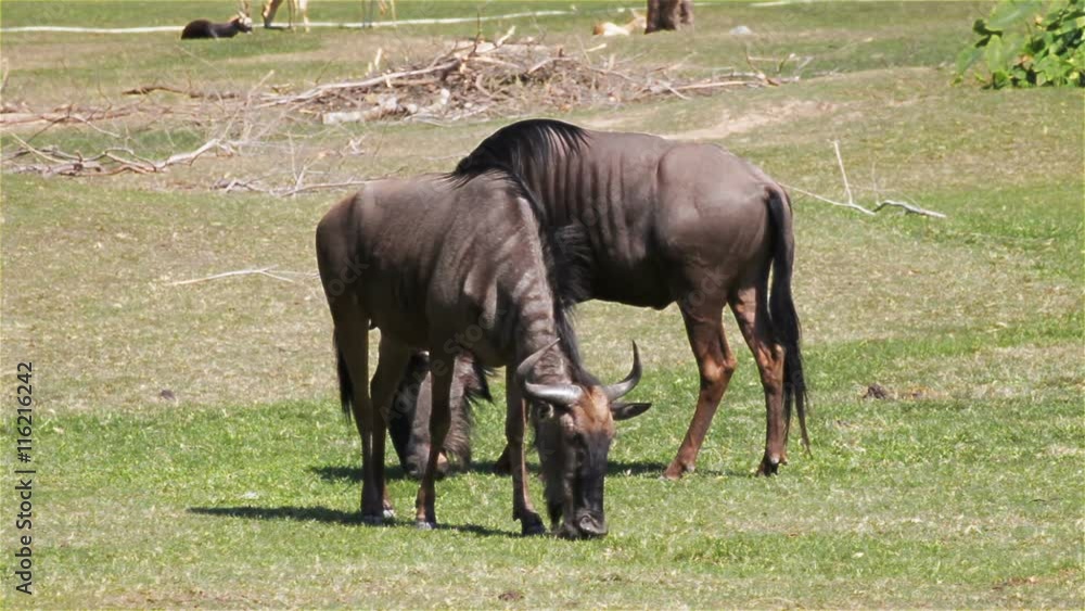 Couple of Wildebeest eating and relaxing in grass field, HD Couple of Wildebeest eating and relaxing in grass field, HD