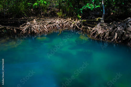 Mangrove trees along the turquoise green water.