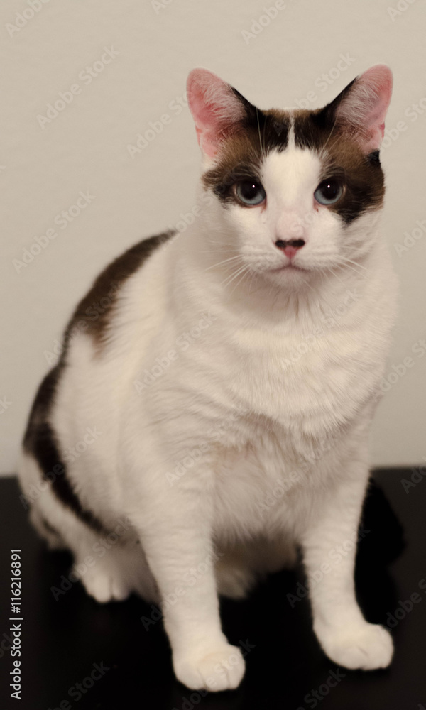 Cat with Blue Eyes Sitting Cat with Blue Eyes Sitting