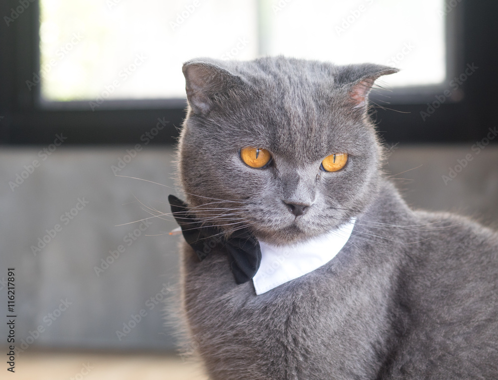 Cat with cute bow tie or collar,British short hair cat Stock Photo | Adobe  Stock