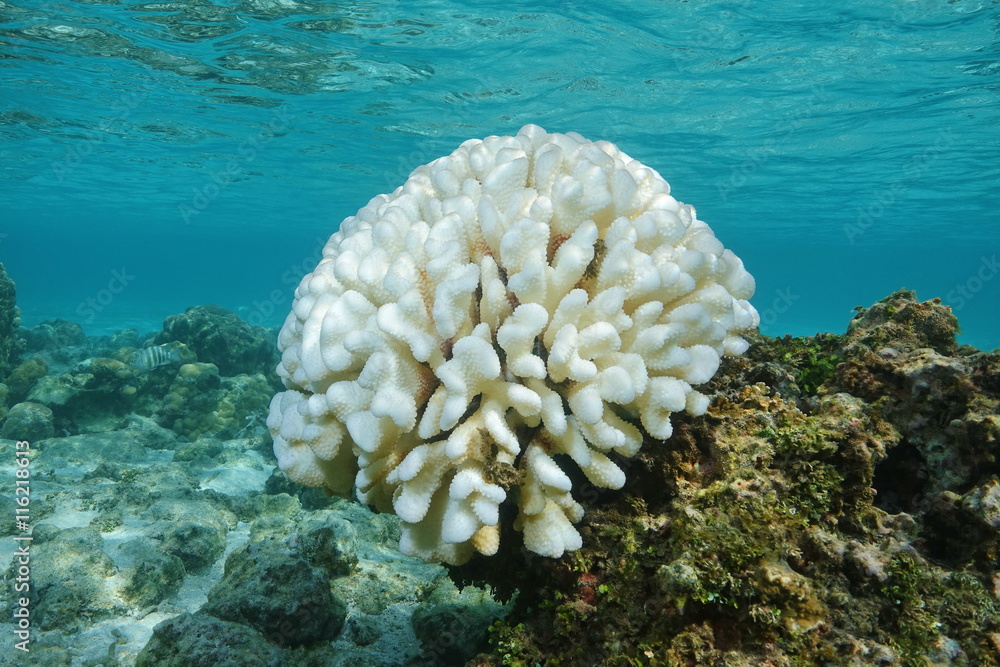 Naklejka premium Coral bleaching, Pocillopora coral bleached on the reef flat, due to El Nino, Pacific ocean, French Polynesia